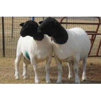 新疆純種薩福克種羊養殖場薩福克母羊梁山縣多胎肉羊養殖場